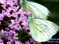 fb-IMG_2640