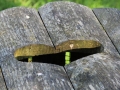 Bretter-Herz