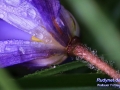 IMG_0649a