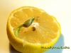 new-live-04